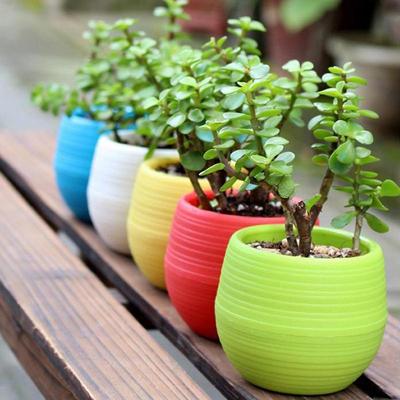 Colourful Mini Round Plastic Plant Flower Pot Garden Home Office Decor Planter