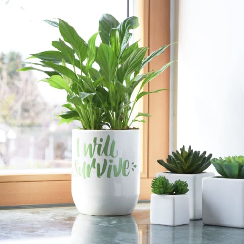 Posca Mitsubishi Pencil Pen pe bază de apă Posca Fine Point Round Core 15 Culori PC3M15C