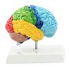 Menschliches Gehirnmodell Rechte Hemisphäre Anatomie Neurowissenschaften Lehrmittel Farblich gekennzeichnet für Psychologie Kognitive Bildung