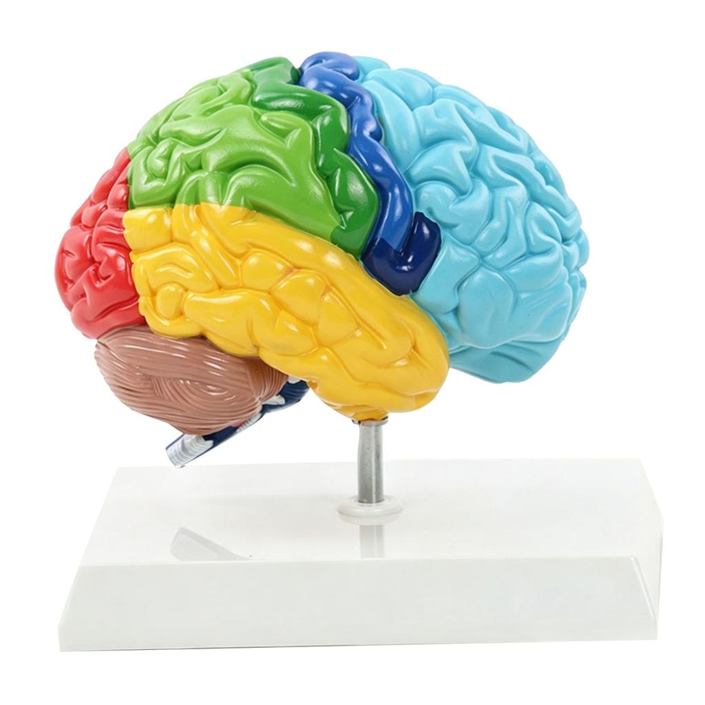 Menschliches Gehirnmodell Rechte Hemisphäre Anatomie Neurowissenschaften Lehrmittel Farblich gekennzeichnet für Psychologie Kognitive Bildung