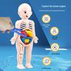 DIY Human Organ Educational Model for Kids