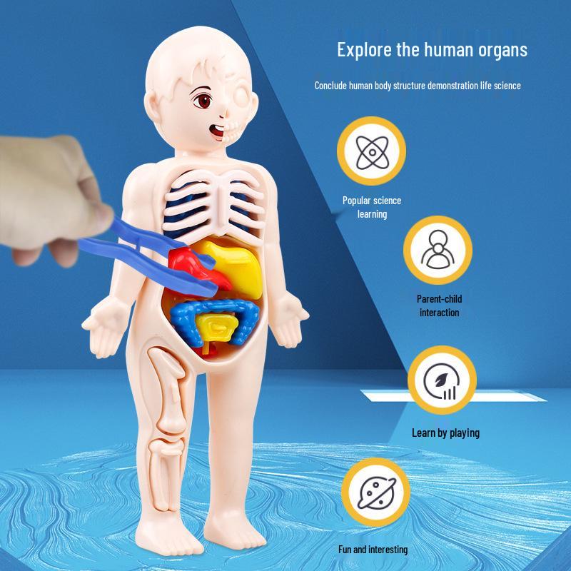 DIY Human Organ Structure Model for Children's Science Education