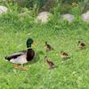 5 Pack Ducks Yard Signs with Stakes Acrylic Mirror Decorations for Outdoor Yard Lawn Garden Decoration Yard Art