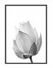 Picture Poster In a Frame 43x33 Cm Flower P1147