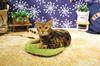 CattyMan Far Infrared 2WAY Tekion Heater Round