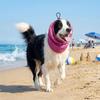 Quick Dry Dog Cooling Head Cover Anti Insect Mosquito Dog Ear Cover Pet Dog Earmuffs  Dog Walking