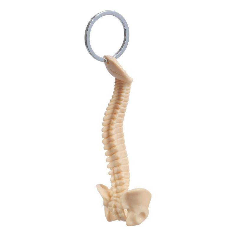 Detailed Human Spine Skeleton Keychain Anatomical Model Key Chain for Teaching and Ornamentation Doctor Accessories