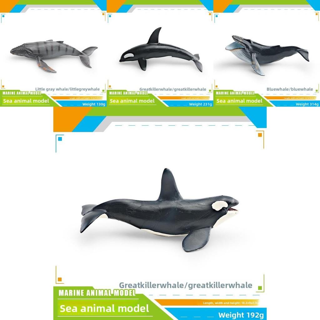 Ensemble de modèles en PVC d'animaux marins pour enfants avec des figures de cétacés réalistes pour le jeu éducatif