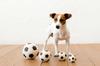 LANCO Dog LL Size Soccer Ball Toy, [Dadway Pet] [PTLA02302]