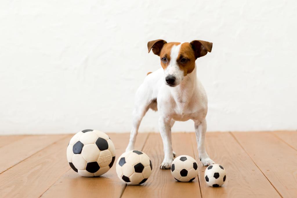 LANCO Dog LL Size Soccer Ball Toy, [Dadway Pet] [PTLA02302]