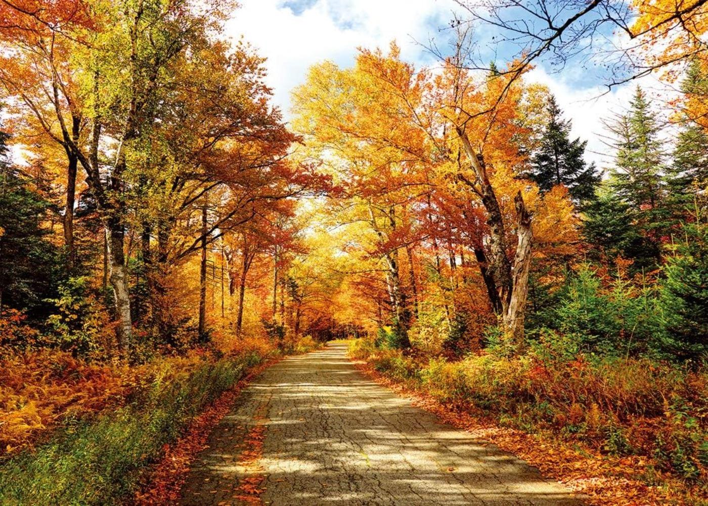 Rudens fotogrāfijas fons Rudens fons Kritušas
