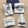 Sketching Models of Plaster Portraits of Human Facial Features Teaching Aids Art Supplies Resin Head Portraits Solid Section