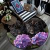 Runder Teppich mit Leopardenbabys, Teppich für Wohnzimmer, Schlafzimmer, Sofa, Spielzimmer Dekoration, rutschfeste Fußmatte