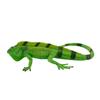 Mojo Wild Animal Figurine Iguana 381095