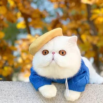 1PC Dog Beret Wool Hat Colorful Pet Hat Decorative Memorial Pet Luxury Headwear