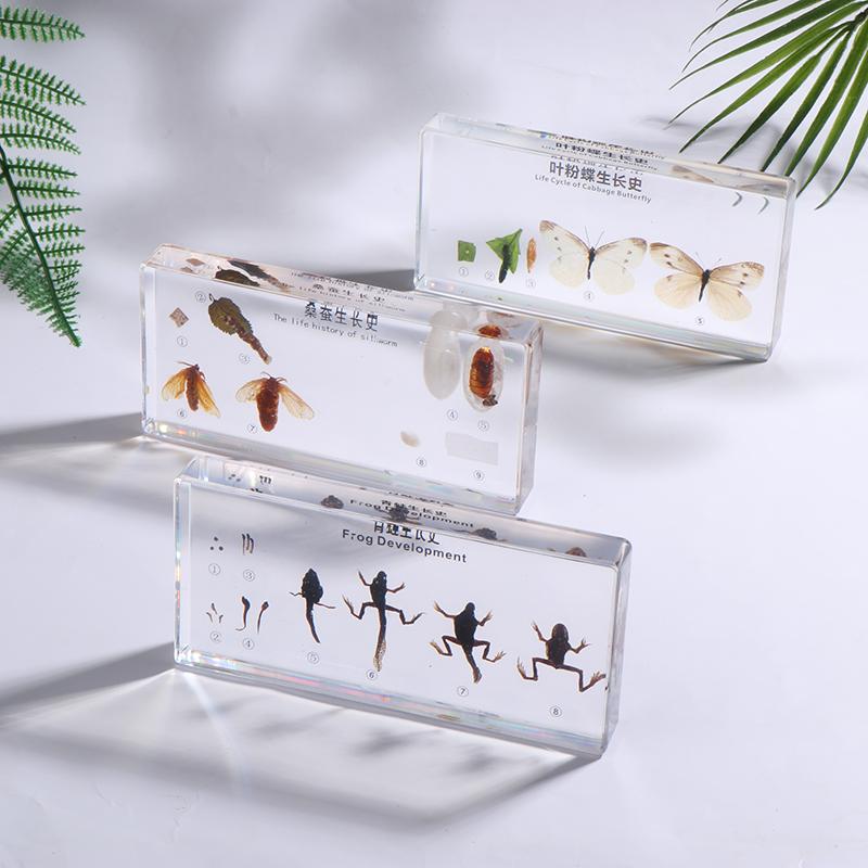 Lifecycle Of Frog/Silkworm/Leaf Butterfly Development Paperweight Specimens In Clear Resin For Science Education