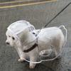 Transpicuous Recyclable Dog Rainwear With Easy Snap Conclusion Generous For Active Animals In Wet Weather