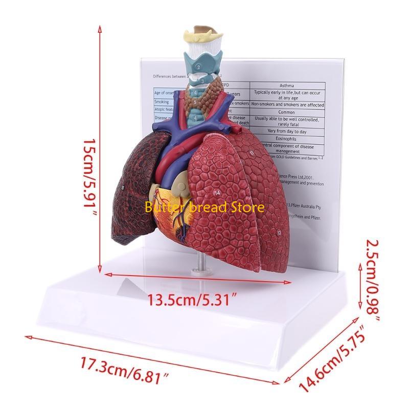 W89C Life Size Human Lung Model Anatomical Respiratory System Anatomy for Science Resources Study Display Teaching Too