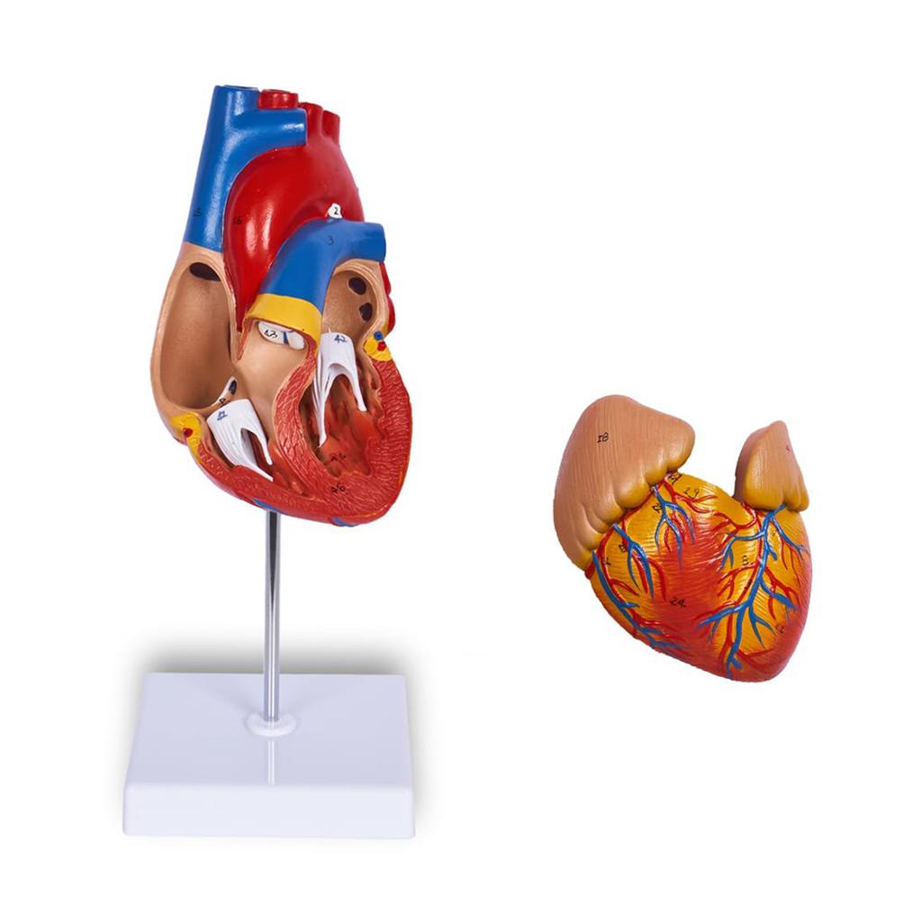 Human Body Model Kit 26CM Detachable Torso 45CM Skeleton Model Heart Anatomical Kit for Medical Teaching