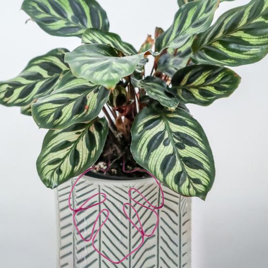 Stojan na rostliny ve tvaru monstery, odolný proti korozi, jednoduchá instalace, podpěra pro květináče, kůl ve tvaru květiny