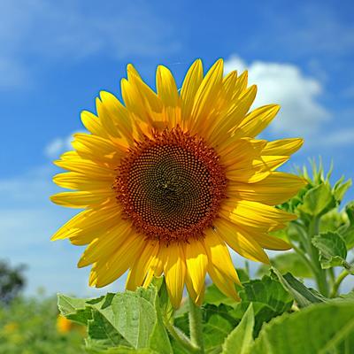 Garden Sunflower Fresh Vegetable Seeds PREMIUM 10g