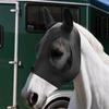 Horse Fly Mask, with Wide Eye Opening Space, Soft Lightweight Breathable Mesh Mask, for Insect And UV Protection