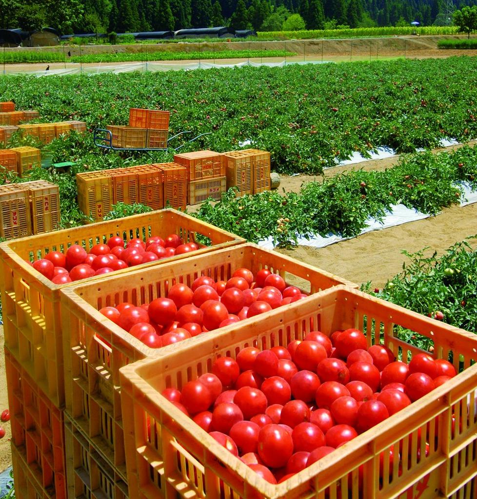 Kagome Centennial Quality Tomato Juice 190g X 30 Bottles