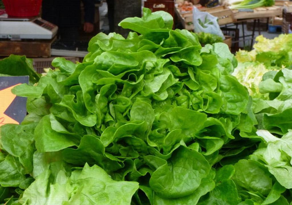 200 Spring Lettuce Seeds - Vegetable Garden - Reproducible Peasant Seeds - Semiwild