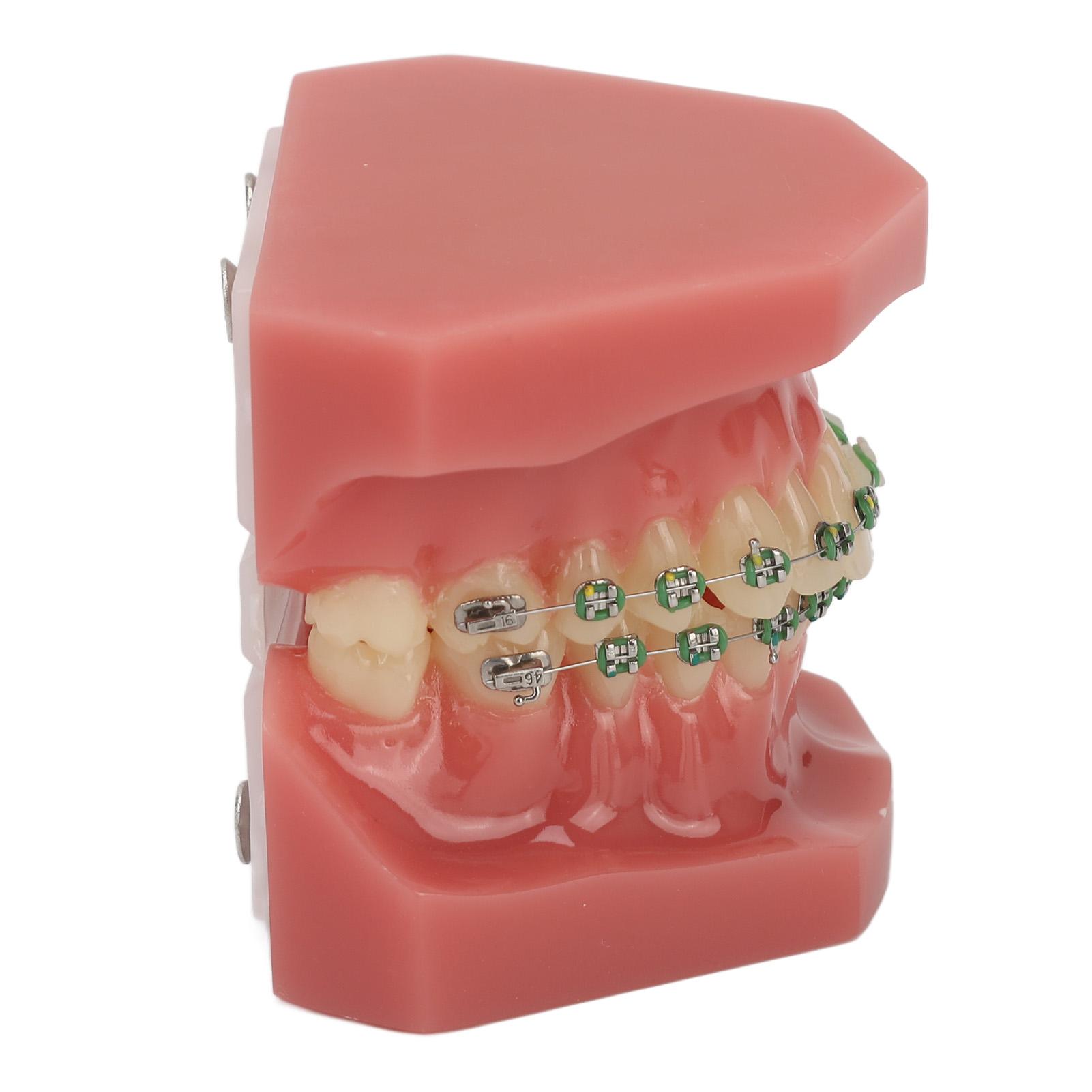 Dental Orthodontic Demonstration Model Teeth Model