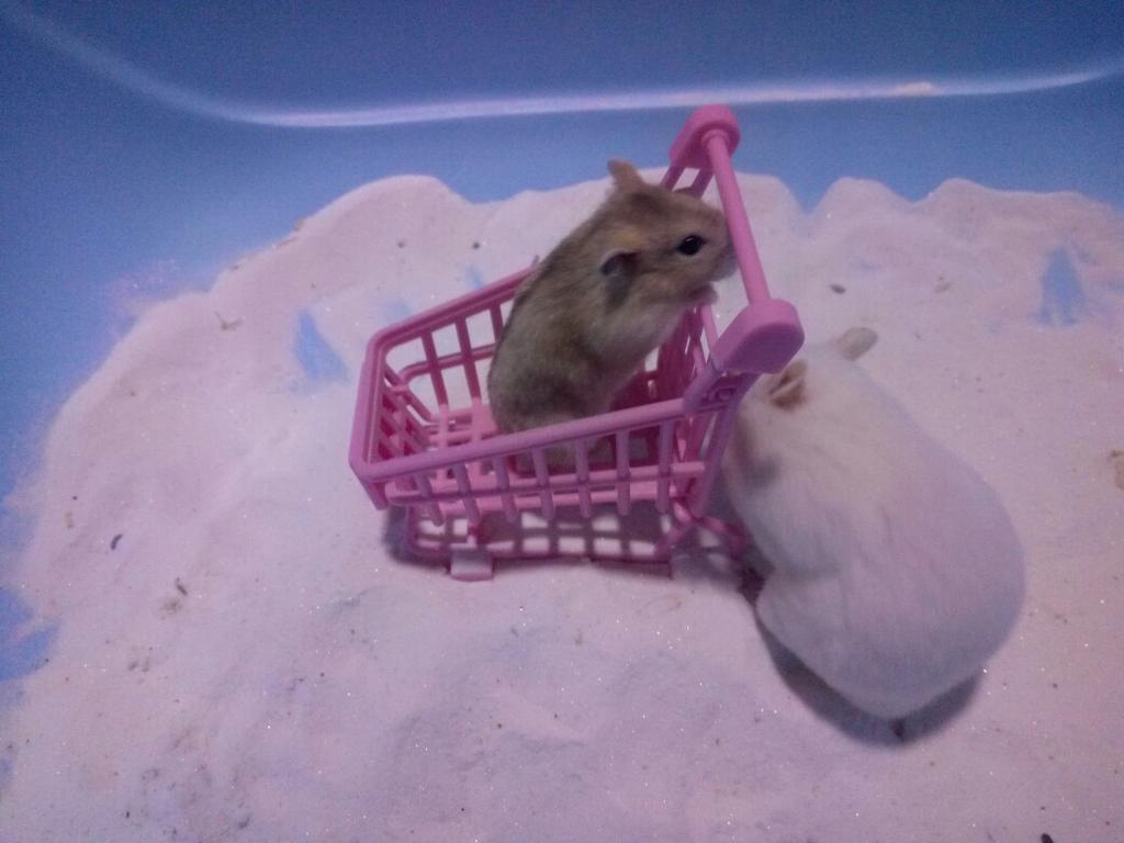 hamster supermarket