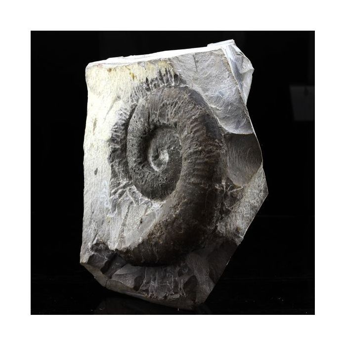 Pierres et Minéraux. Fossile Emericeras emerici. 3417.0 ct. Drôme, Auvergne-Rhône-Alpes, France..