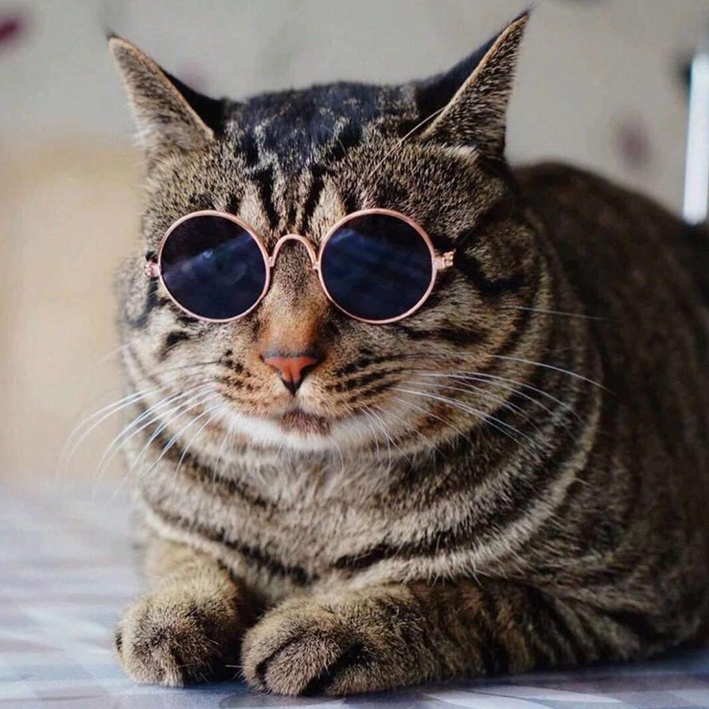 1 Stück Hunde Sonnenbrille Katze Haustier Produkt Lieblich Vintage Rund Reflexion Augenbekleidung Brille Kleiner Hund Katze Haustier Foto Requisiten Zubehör