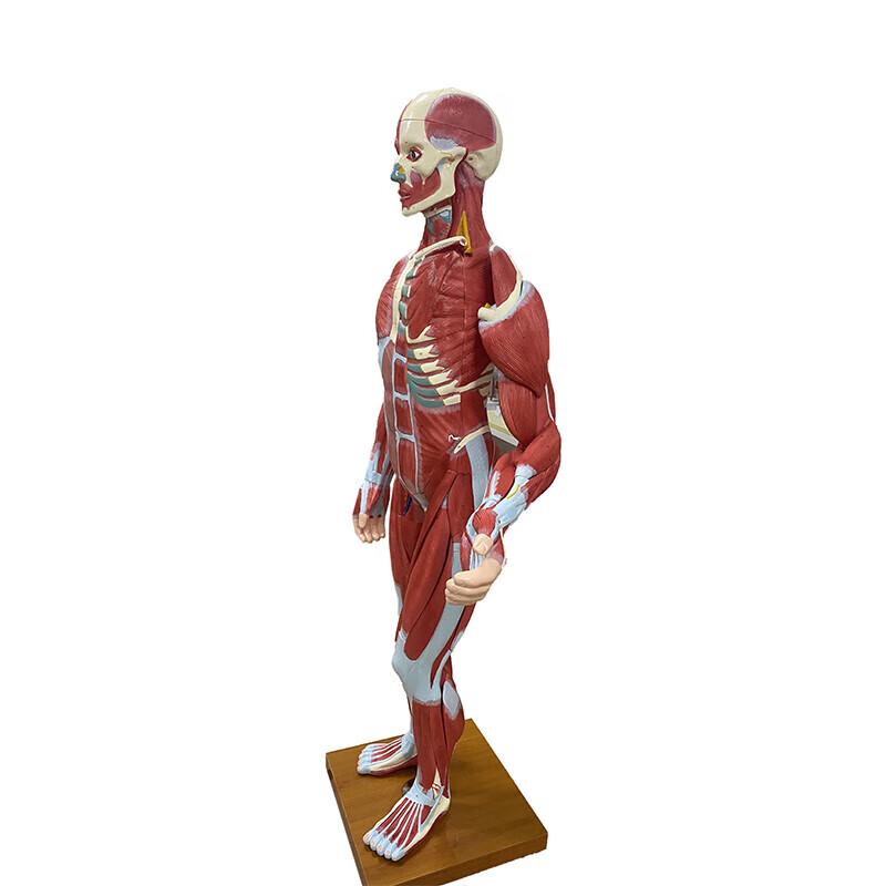 Leshion Full Body Human Anatomy Model with Organs