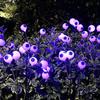 6/8 LED Spooky Eyeball Design with Glowing Green Lights Garden Halloween Decor for Lawn, Patio Outdoor Waterproof Red Lights