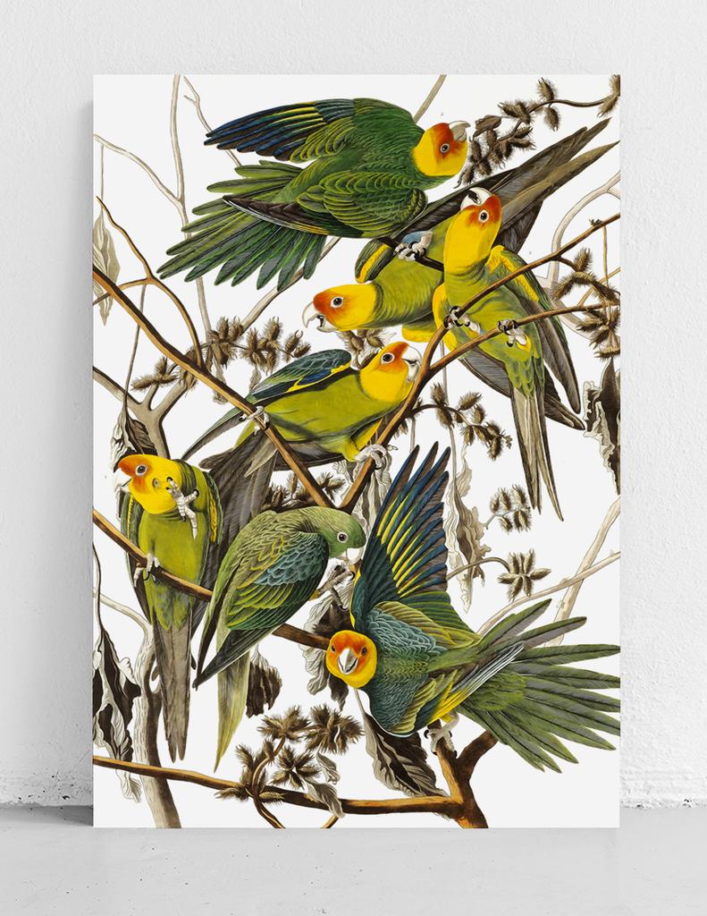 Plakat papugi retro vintage plakaty