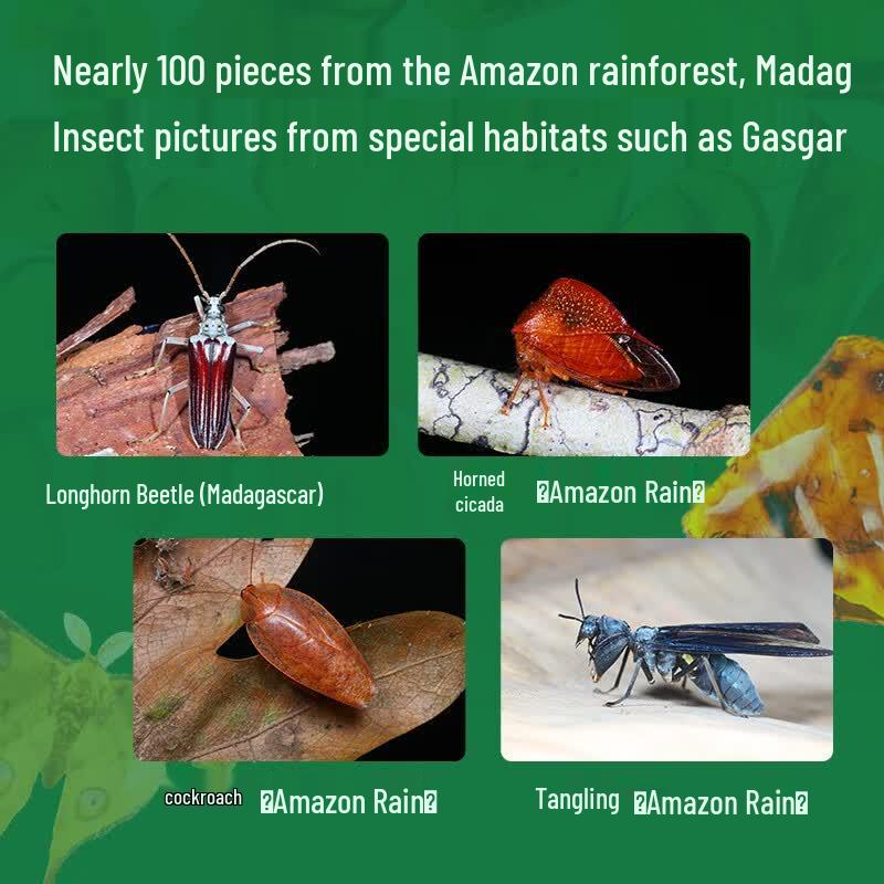 The Insect History Museum: Children's Encyclopedia