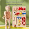 3D Human Skeleton Model Kit for Children's Educational Anatomy and Medical Teaching