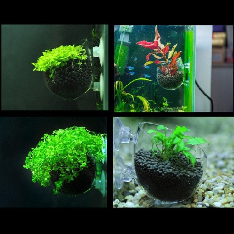 Clear Glass Plant Cups with Suction Cups Aquariums Landscaping