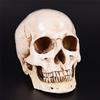 Life Realistic 11 Size Human Anatomy White Resin Replica Skull Decorp Halloween