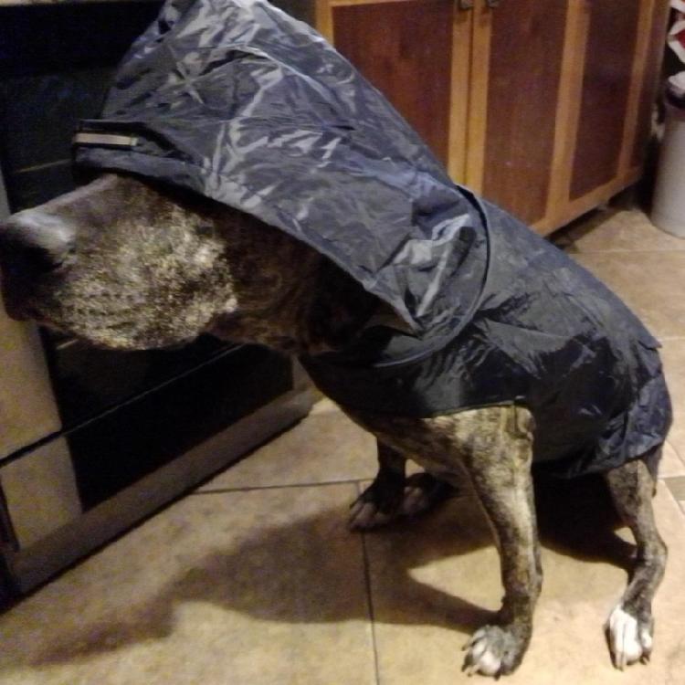 Dog Raincoat Hood Waterproof Reflective Strips for Small Medium Large Dog