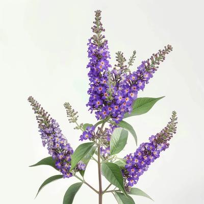 1000 semi di albero delle farfalle (Buddleja) - Permacultura semiselvaggia