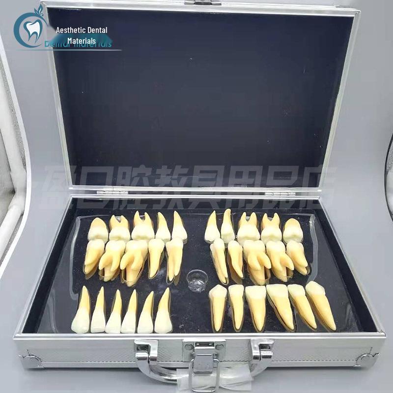 2.5x Two-Color Removable Permanent Tooth Model M7026 for Anatomy and Carving with Roots