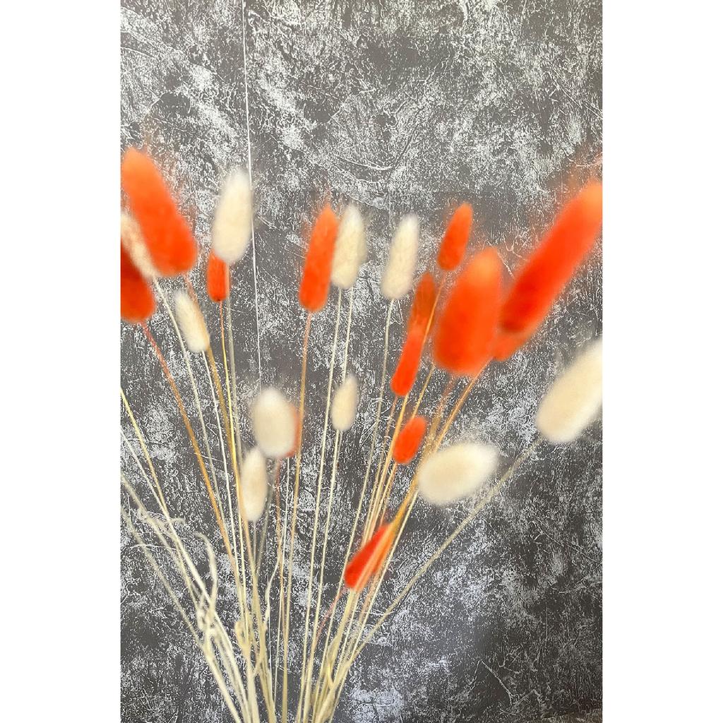 Orange natürliches getrocknetes Baumwollgras, Hasenschwanz Brautstrauß Arrangement Blume Lagurus 30 Zweige