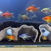 Aquarium Cave Tunnel Under Gravel Fish Hideout Fish Tank Decoration Natural Curve Hideout
