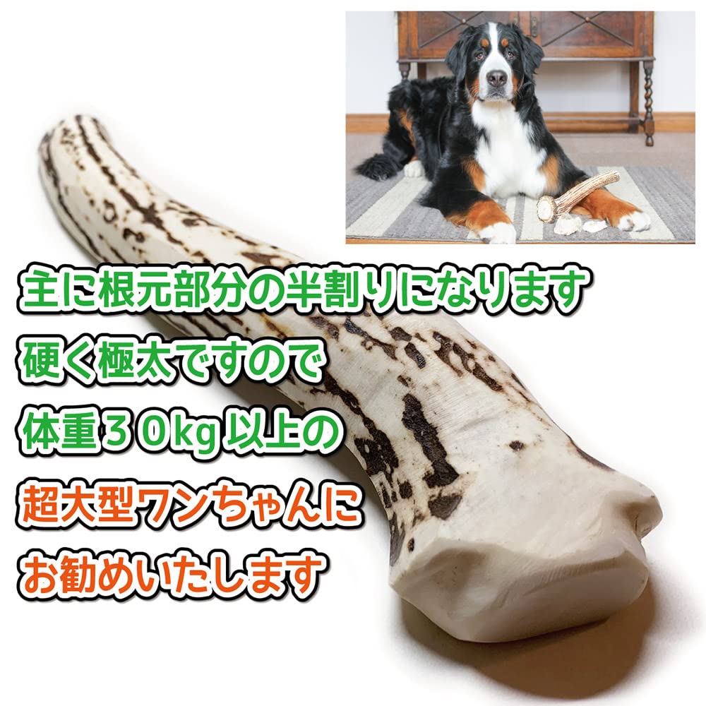 Shikakusan Deer Antler Dog Toy for Extra Large 1 Hokkaido Ezo Dental Extra Large Split Dogs, Half-Split, Piece, Deer, Natural, Additive-Free,