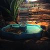Reptiles – Terrarios de reptiles