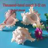 Conch Shells & Starfish for Hermit Crabs: Aquarium Decor & Drift Bottle Accessories