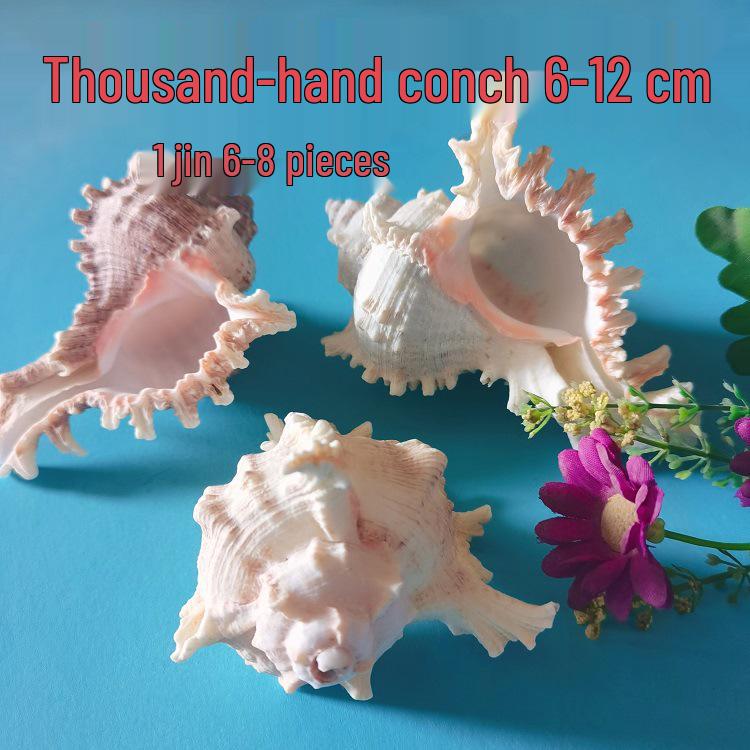 Conch Shells & Starfish for Hermit Crabs: Aquarium Decor & Drift Bottle Accessories