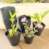 50/100PCS Plastic Black Seedling Nursery Pots Seed Grow Bags Flower Plant Breathable Container Garden Vegetable Planting Pots