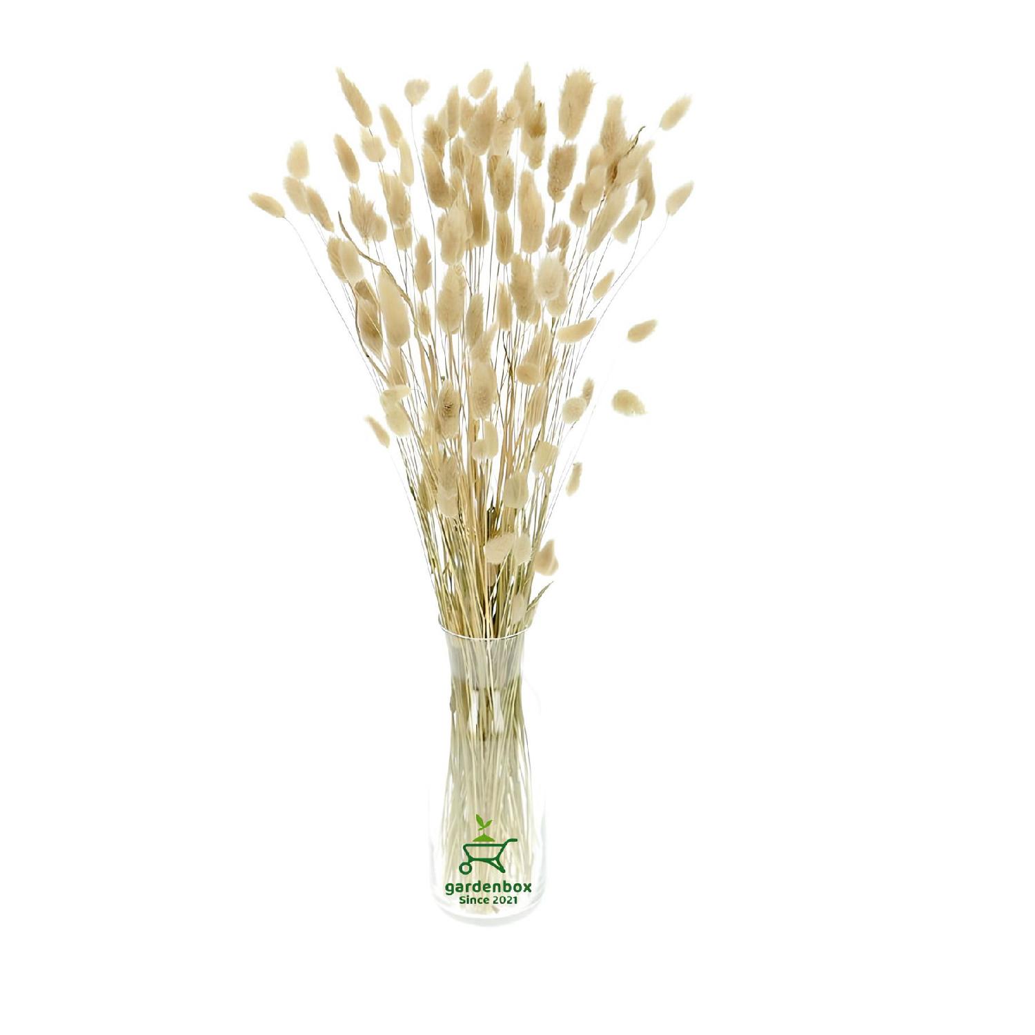 

Dried Freezing Natural Lagurus Cotton Grass 50-60 Branches Natural 30-40cm